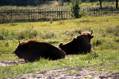 Killikus&reg; Fotographie